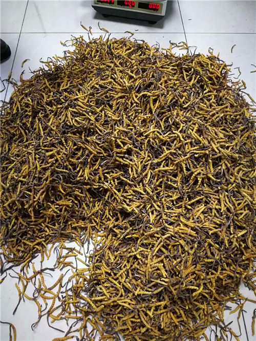 回收蟲草現(xiàn)場(chǎng)